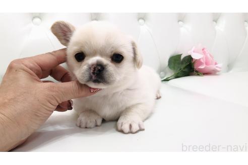 販売中の埼玉県のミックス犬-389017の11枚目