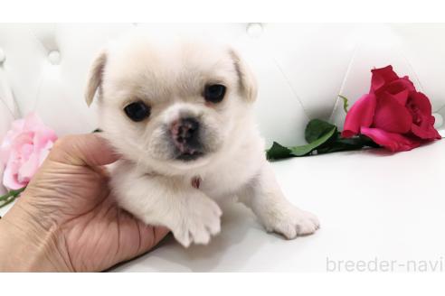 販売中の埼玉県のミックス犬-389017の10枚目