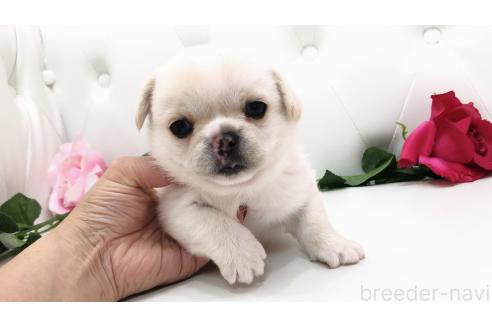 販売中の埼玉県のミックス犬-389017の9枚目