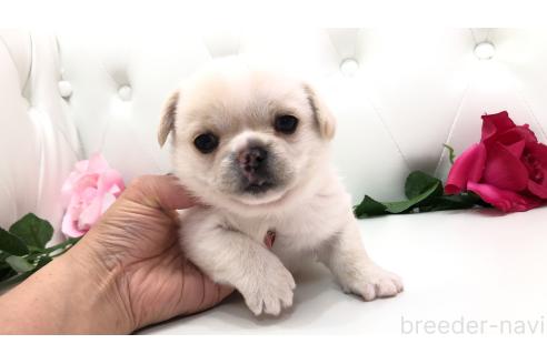 販売中の埼玉県のミックス犬-389017の8枚目