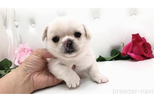 販売中の埼玉県のミックス犬-389017の7枚目