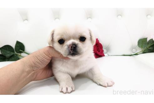 販売中の埼玉県のミックス犬-389017の5枚目