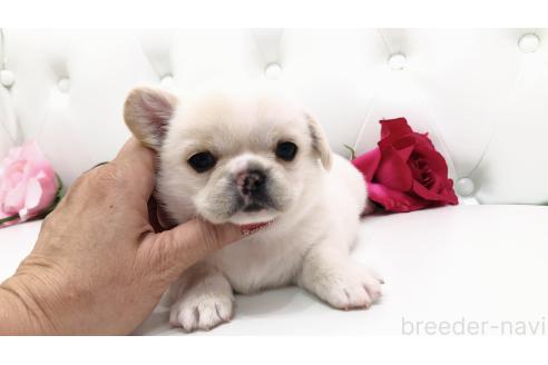 販売中の埼玉県のミックス犬-389017の4枚目