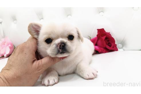 販売中の埼玉県のミックス犬-389017の3枚目