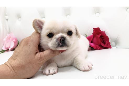 販売中の埼玉県のミックス犬-389017の2枚目
