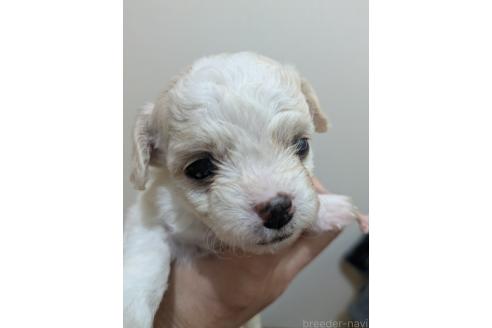 販売中の三重県のミックス犬-387885の4枚目