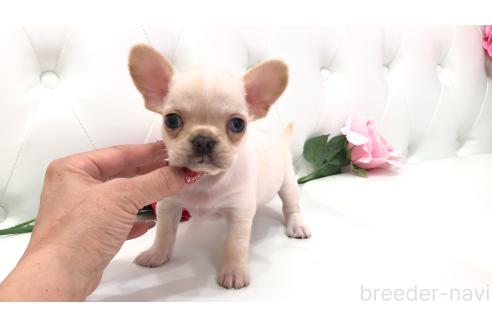 販売中の埼玉県のミックス犬-384737