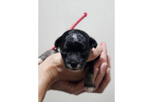販売中の三重県のミックス犬-390702の4枚目