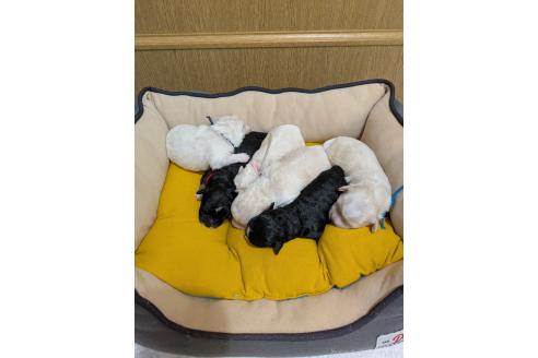 販売中の三重県のミックス犬-390702の3枚目
