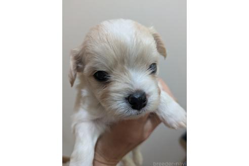 販売中の三重県のミックス犬-388383の3枚目