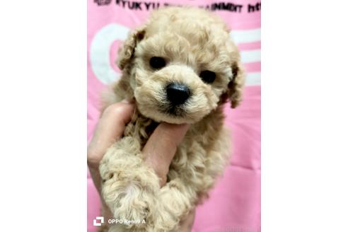 販売中の沖縄県のミックス犬-390704の1枚目