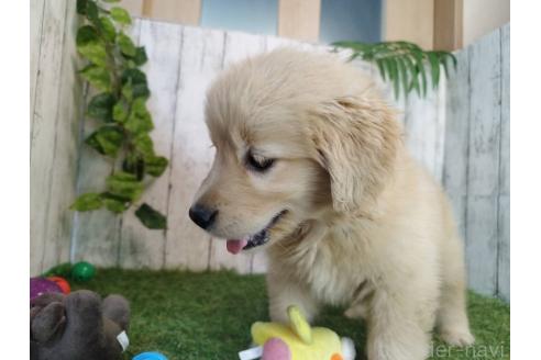 商談中の三重県のゴールデンレトリーバー-390708の2枚目