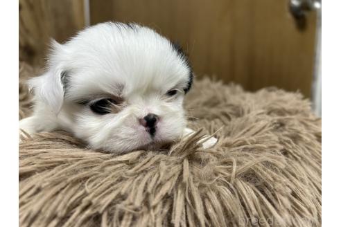 販売中の静岡県の狆 (チン)-390721の2枚目