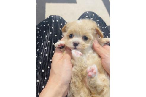 販売中の福岡県のミックス犬-390726の7枚目