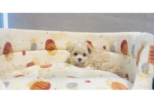 販売中の福岡県のミックス犬-390726の6枚目