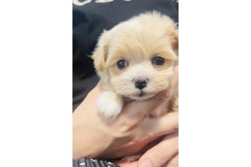 販売中の福岡県のミックス犬-390726の5枚目