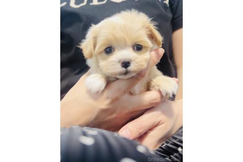 販売中の福岡県のミックス犬-390726の4枚目