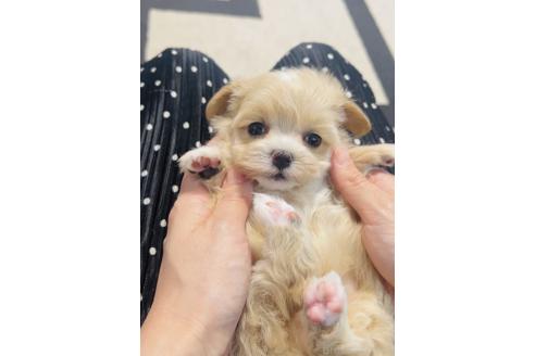 販売中の福岡県のミックス犬-390726の3枚目