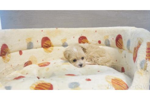 販売中の福岡県のミックス犬-390726の2枚目