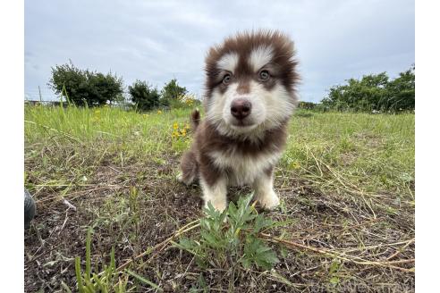 販売中の千葉県のアラスカンマラミュート-390732の5枚目