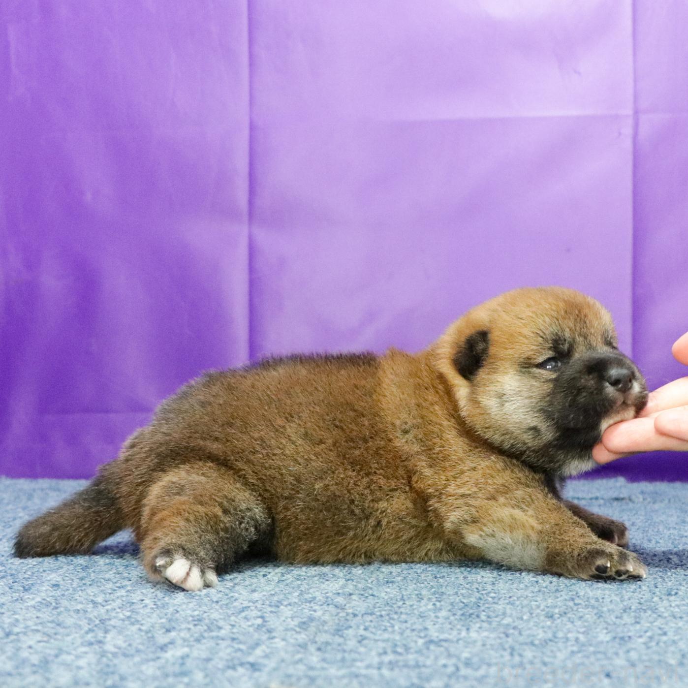 販売中の愛知県の柴犬-390731の3枚目