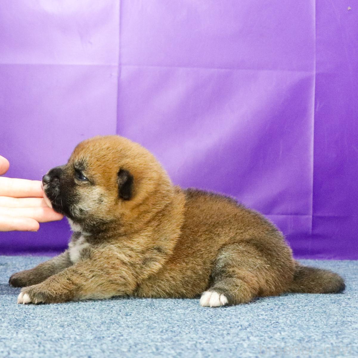 販売中の愛知県の柴犬-390731の2枚目