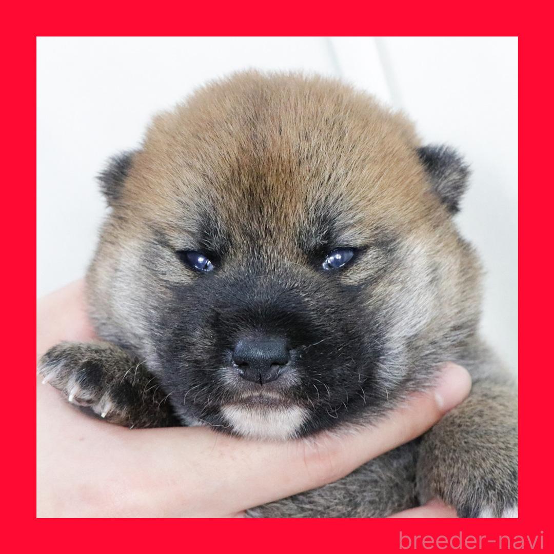 販売中の愛知県の柴犬-390731の1枚目
