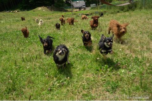 成約済の千葉県のミックス犬-388333の2枚目