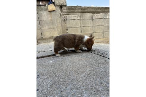 販売中の沖縄県のウェルシュコーギーペンブローク-390752の3枚目