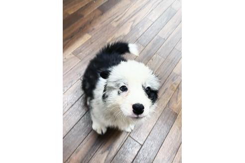 販売中の東京都のボーダーコリー-386007