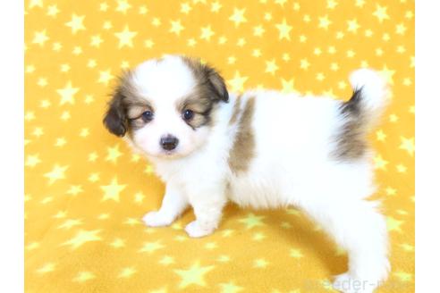 商談中の千葉県のパピヨン-388184の11枚目