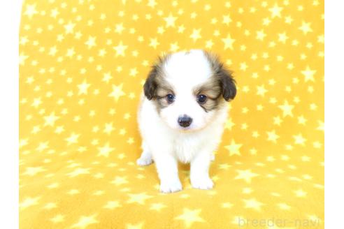 商談中の千葉県のパピヨン-388184の9枚目