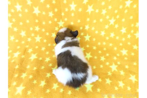 販売中の千葉県のパピヨン-388185の17枚目