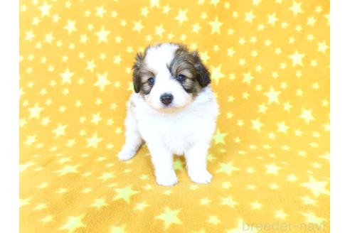 販売中の千葉県のパピヨン-388186の15枚目