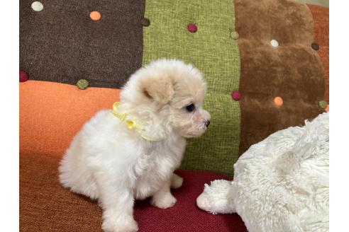 販売中の福岡県のマルプー:マルチーズ×トイプードル-390769の9枚目