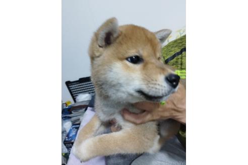 販売中の千葉県の柴犬-374463の3枚目