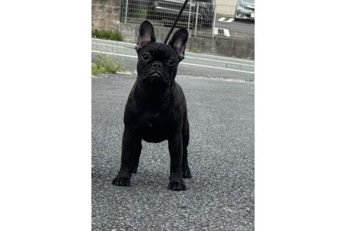 成約済の三重県のフレンチブルドッグ-365824の4枚目