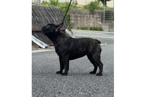 成約済の三重県のフレンチブルドッグ-365824の2枚目