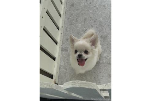 販売中の福岡県のミックス犬-390772の4枚目
