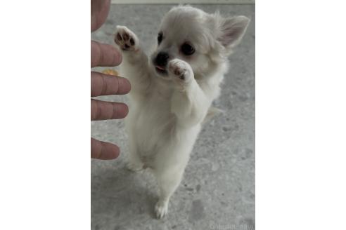 販売中の福岡県のミックス犬-390772の3枚目