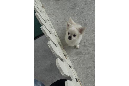 販売中の福岡県のミックス犬-390772の2枚目
