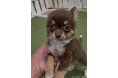 商談中の福岡県のミックス犬-381940の5枚目