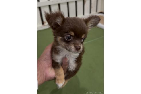商談中の福岡県のミックス犬-381940の4枚目