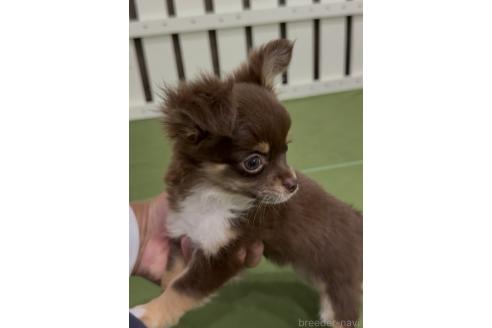 商談中の福岡県のミックス犬-381940の3枚目