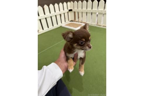 商談中の福岡県のミックス犬-381940の2枚目