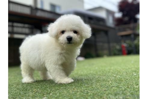 販売中の千葉県のビションフリーゼ-390790の6枚目