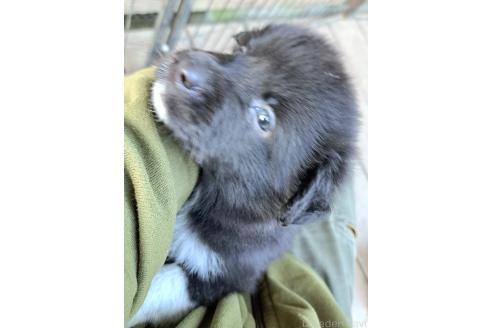 販売中の千葉県のミックス犬-388040の22枚目