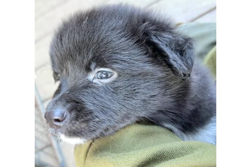 販売中の千葉県のミックス犬-388040の20枚目