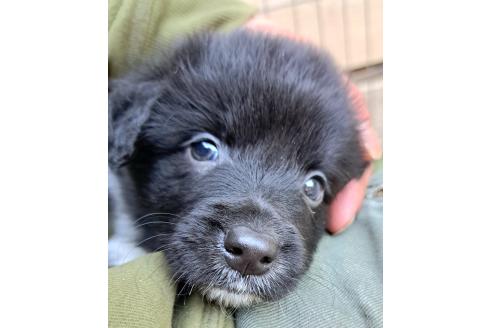 販売中の千葉県のミックス犬-388040の19枚目
