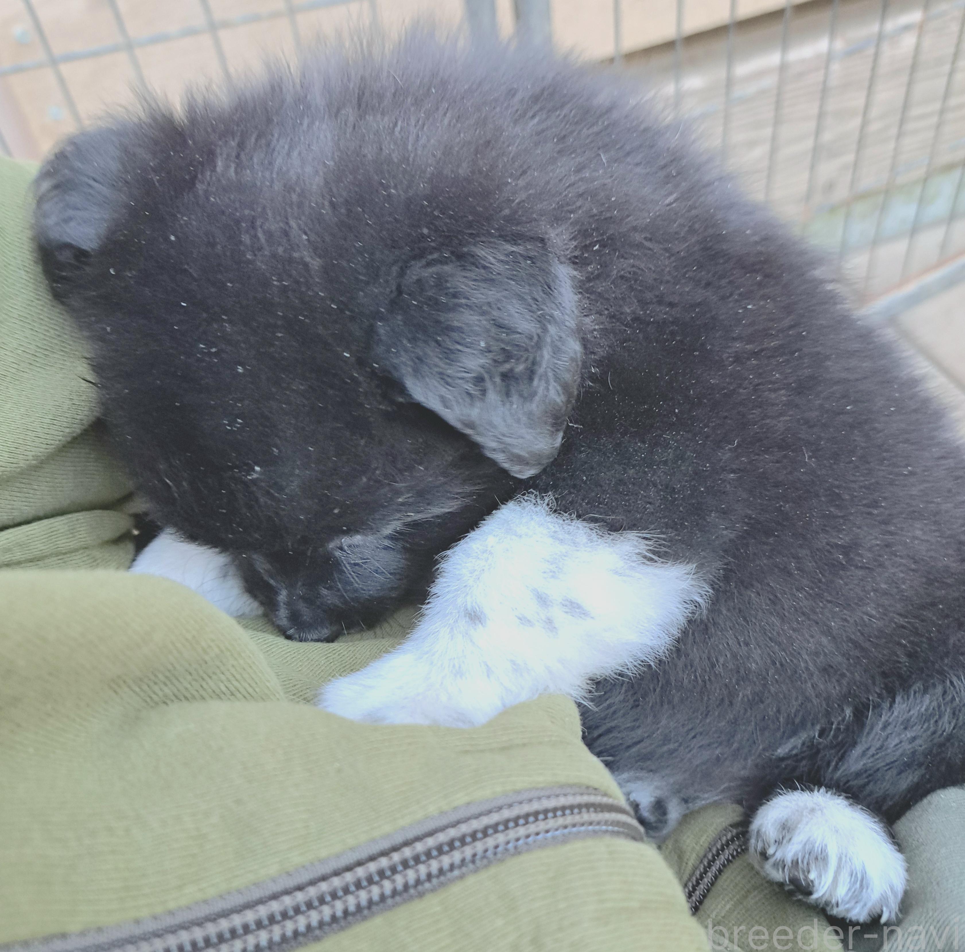 販売中の千葉県のミックス犬-388040の18枚目